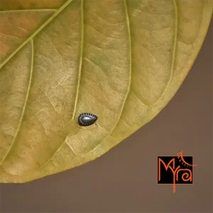 Small Teardrop Nosepin