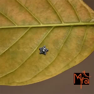 Star Shaped Nosepin